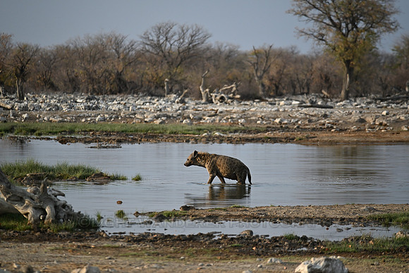 Spotted hyena