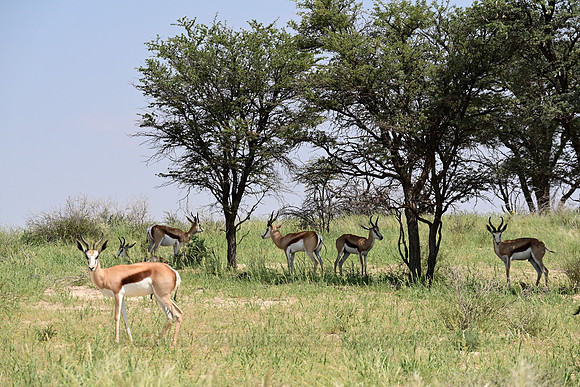 Springbok