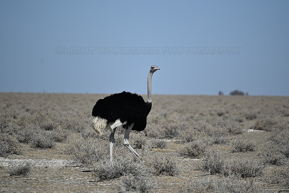 Ostrich