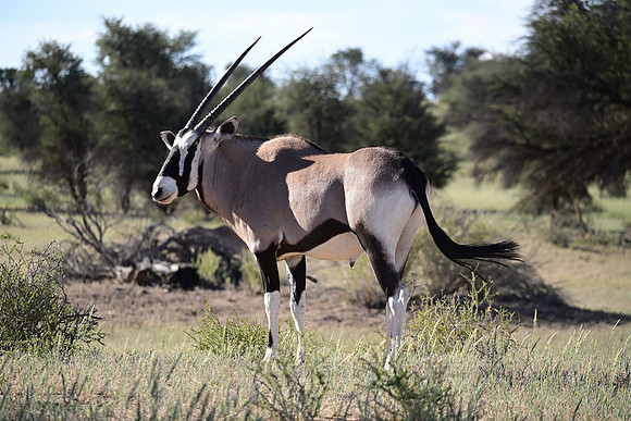 Gemsbok