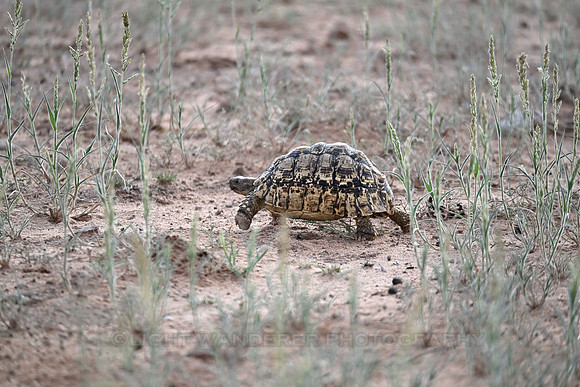 Leopard tortoise