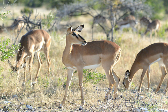 Black faced impala