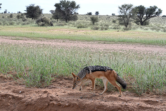Black-backed jackal