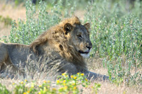 Lions of Etosha