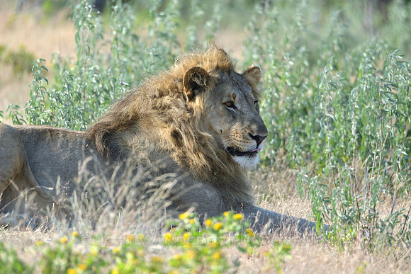 Male lion