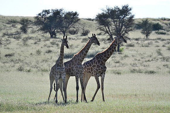 Giraffes