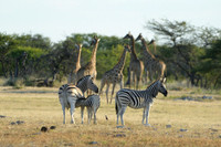 Zebras and giraffes