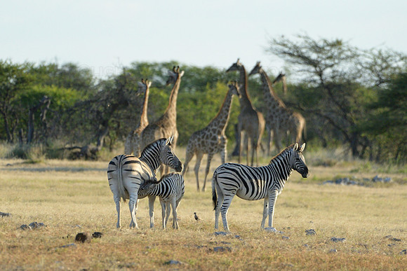 Zebras and giraffes