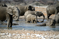 Elephants drinking