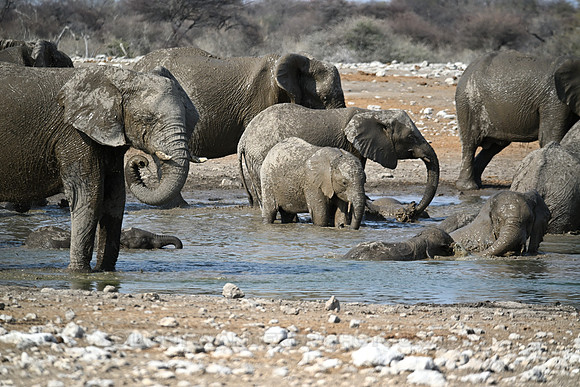Elephants drinking