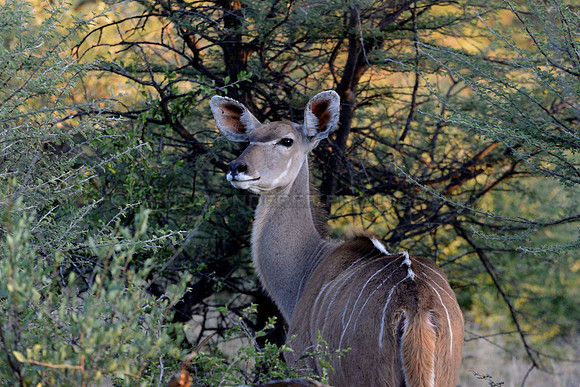 Female Greater Kudu
