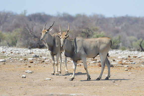 Eland