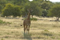 Young giraffe