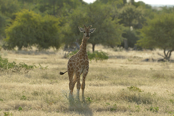 Young giraffe