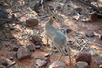 Dik dik