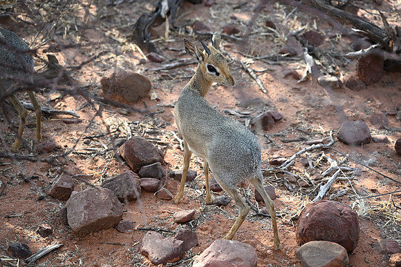 Dik dik