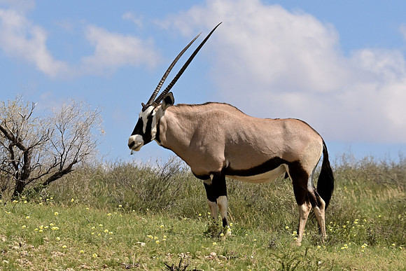 Muscular gemsbok