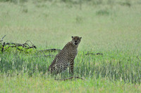 Cheetah