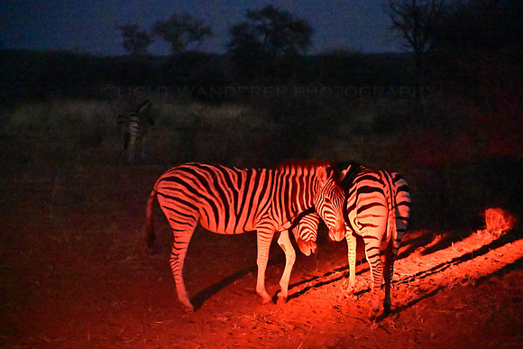Zebras in the night