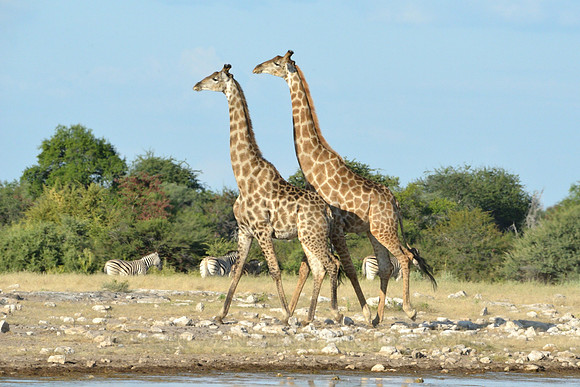Giraffe