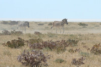 Zebras, wind blowing dust in the air