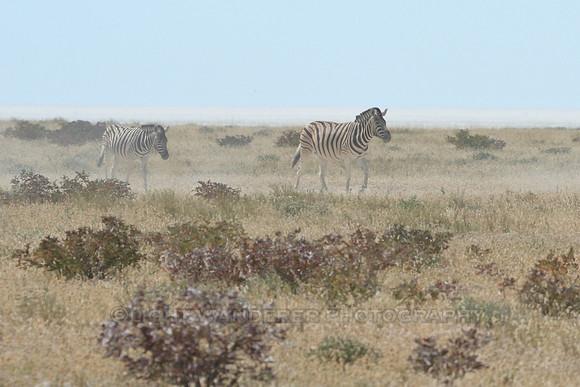 Zebras, wind blowing dust in the air