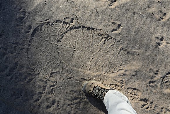 Elephant foot prints