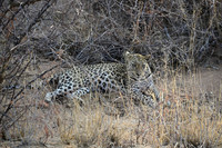 Female leopard