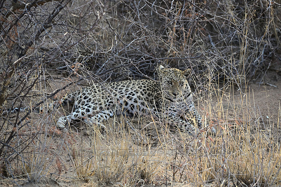 Female leopard