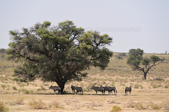 Gemsbok