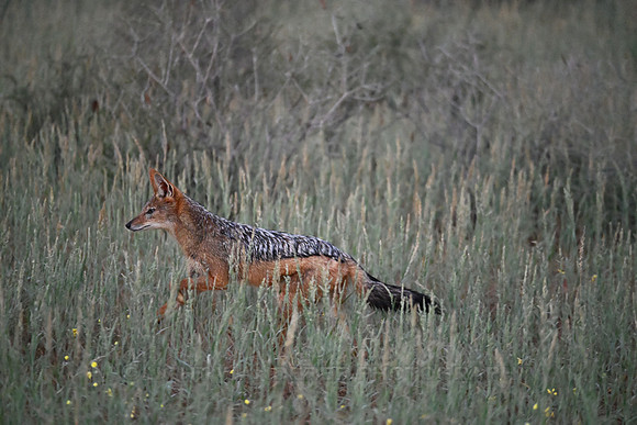 Black-backed jackal