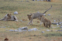 Lion cubs playing