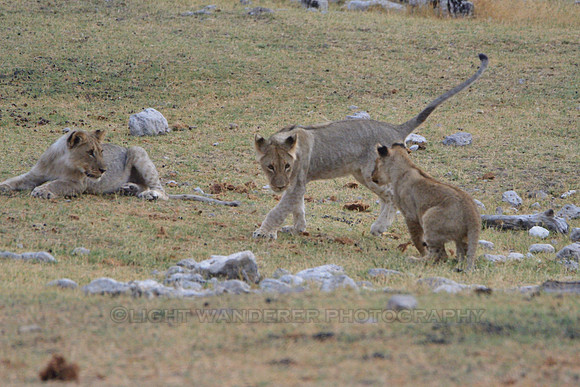 Lion cubs playing