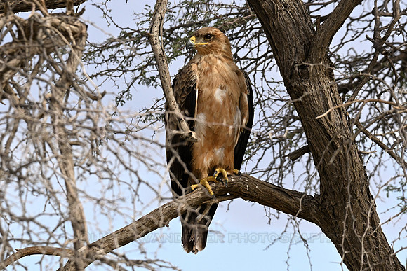 Tawny eagle