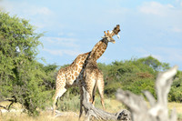 Giraffe's mating season battle #2
