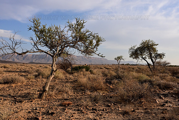 Semi-desert landscape