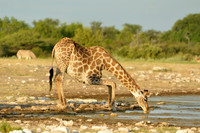 Large giraffe drinking