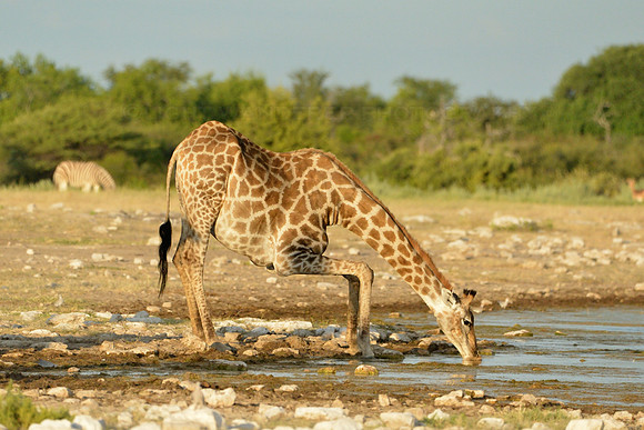 Large giraffe drinking