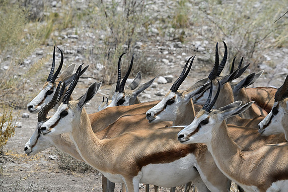 Springbok