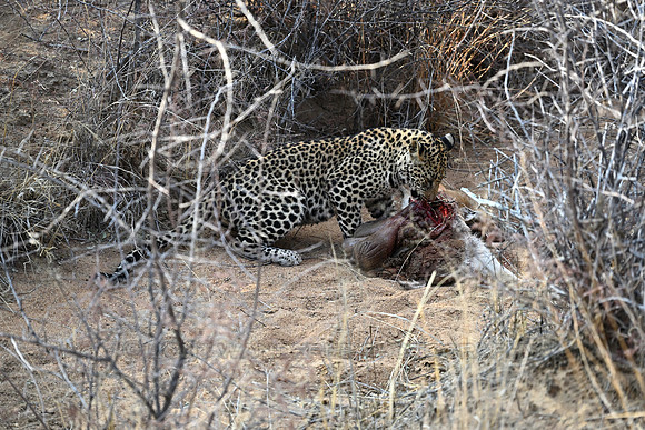Young leopard eating