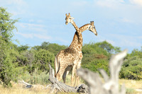 Giraffe's mating season battle #3