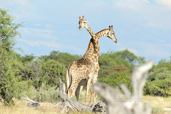Giraffe's mating season battle #3