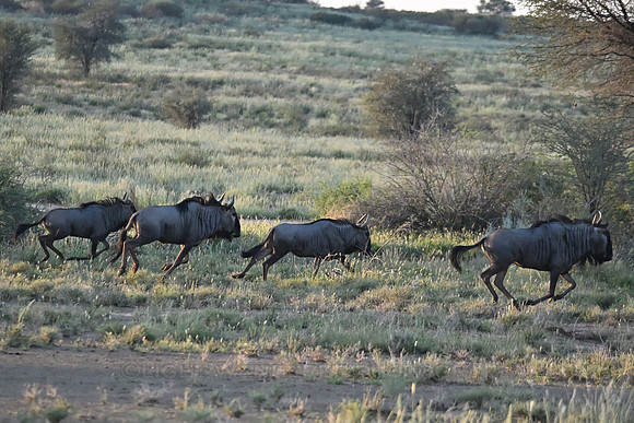 Blue wildebeest