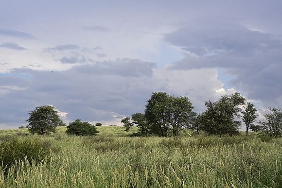 Grassland