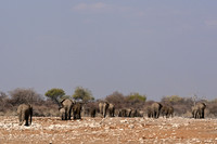 Elephants leaving the waterhole