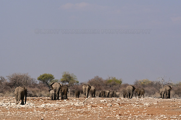 Elephants leaving the waterhole
