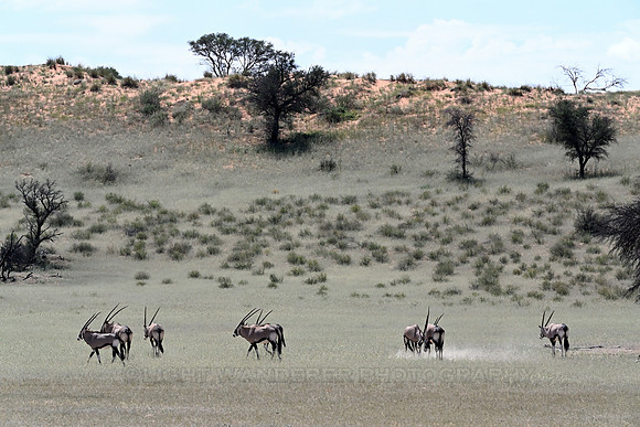 Gemsbok