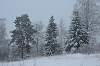 Frosty trees