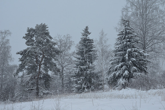 Frosty trees