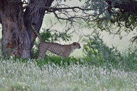 Cheetah leaving scent marks